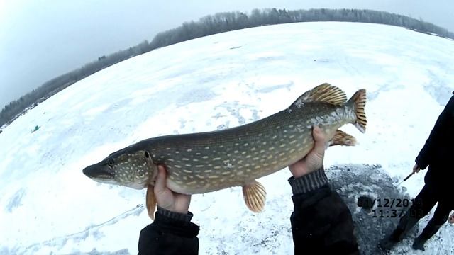 Ловля щуки на жерлицы зимой #1 (видео-отчет) Рыбалка 1 декабря 2014 Первый лед смотреть онлайн