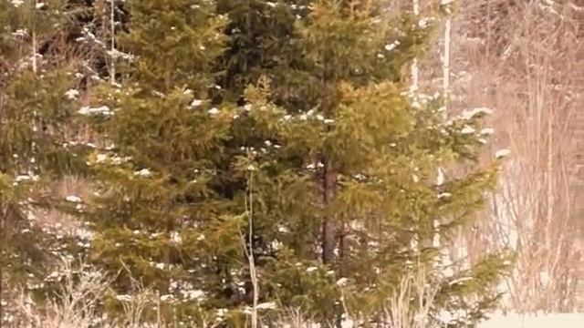 MAQ04132 1 New Быстра И.И.Синицына. Гоняет зайца по насту. смотреть онлайн