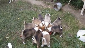 Кормление щенков Западно -  Сибирской лайки.   Feeding puppies of the West Siberian husky.