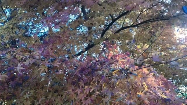 Лена Хеппи чуть не заблокировала Селима. Муж не хочет оплачивать отель. Виртуального кекса нет. смотреть онлайн