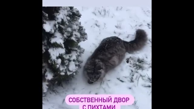 Мейн-кун ? Как определить родословную вашего кота?