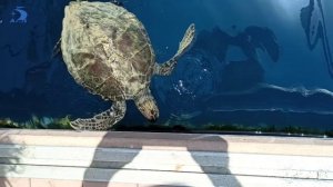 Круиз по Ликии