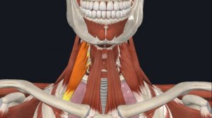 Передняя лестничная мышца (m. scalenus anterior) 3D Анатомия