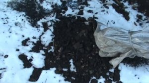 Как укрывать плетистые розы на зиму