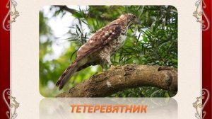 Птички на страничках Красной книги Санкт-Петербурга