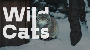 Манул греет лапки на хвосте