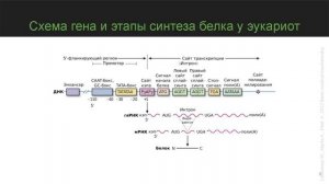 Транскрипция: синтез РНК