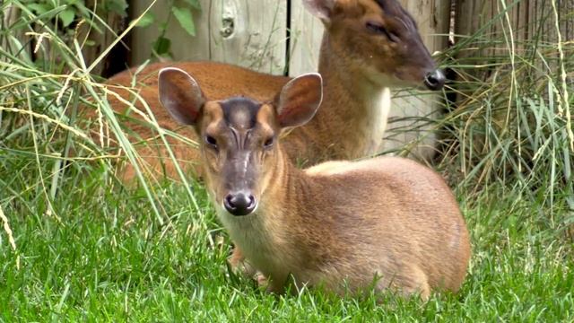 Chinese Muntjac | Disney Animals: Look Closer with Mira! | @disneyjunior смотреть онлайн
