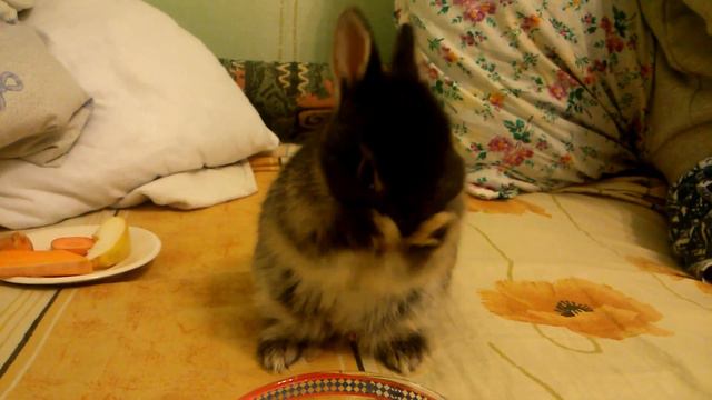 Милаха кролик умывается смотреть онлайн