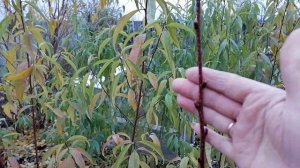 персик из косточки двух летка заложил плодовые почки.