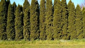 Живая изгородь, из чего лучше сделать. Часть 2.