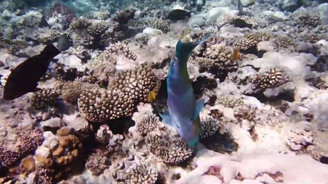 Рыба-попугай (Parrotfish)....DSCF8125 смотреть онлайн
