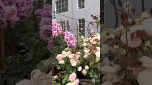 Quicksilver climbing rose