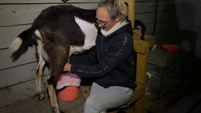 #546 КТО БЫ МОГ ПОДУМАТЬ, что у нас их будет так много! смотреть онлайн