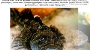 Бычок подкаменщик