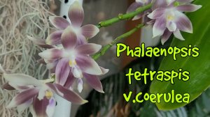 Phalaenopsis tetraspis v.coerulea.Не прикрывает цветение