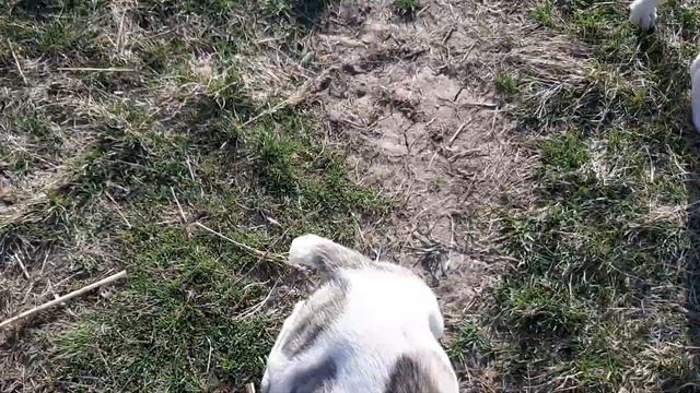 Щенки САО (Алабай) весна 2022 г.Х.Ветютнево Волгоградская обл.Фроловский район. смотреть онлайн