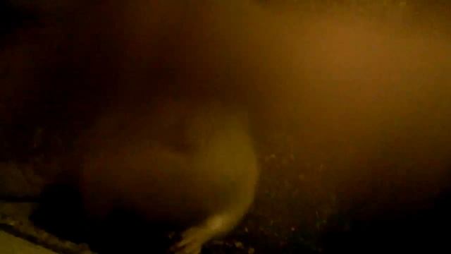 Ручная гигантская крыса смотреть онлайн