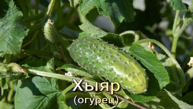 Къырымтатар тилинде себзелернинъ адлары (Название овощей на крымскотатарском языке) смотреть онлайн