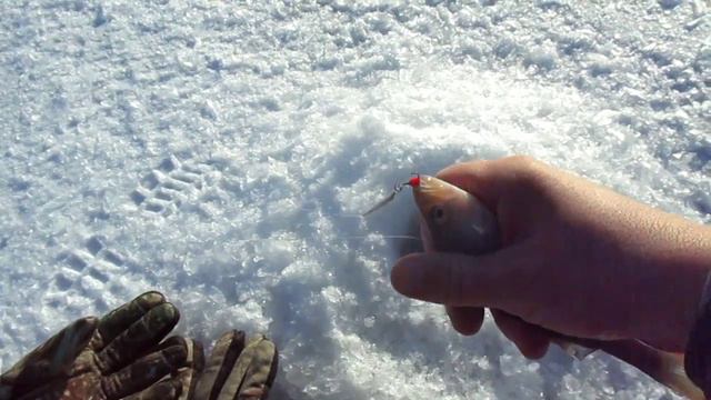 СНОВА ОКУНЬ И ЩУКА, СНОВА НА БЛЕСНУ! ПЕРВЫЙ ЛёД ЗАКОНЧИЛСЯ!