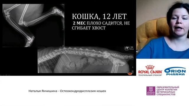 Янчишина Наталья - Остеохондродисплазия кошек.