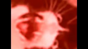 КОТ ОРЕТ НА ВСЮ УЛИЦУ