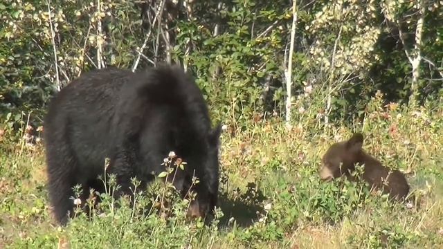 19 интересных фактов о медведях смотреть онлайн