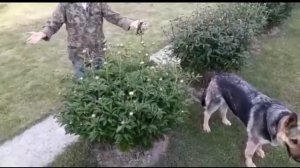 Подвязка кустов цветущих пионов