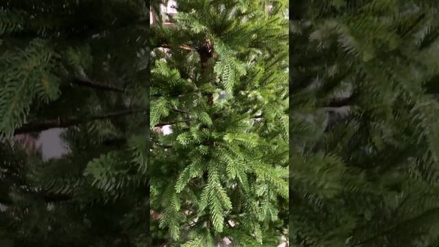 Литая искусственная ель Parma смотреть онлайн