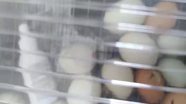 Инкубация уток мулардов 2019г. смотреть онлайн