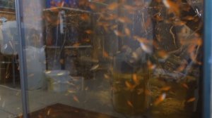 Разведение дискусов