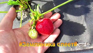 "Земляника"#Огород#Сад#Дача