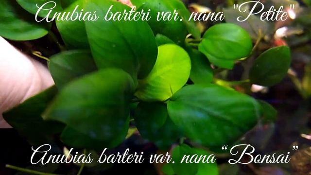 Как быстро привязать анубиас или буцефаландру или любое растение к камню или лаве как я это делаю!! смотреть онлайн