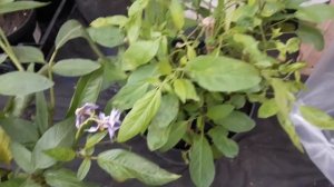 Пепино, зимовка  саженцев