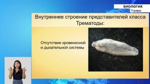 7-класс | Биология | Общая характеристика червей. Тип Плоские черви. Класс ленточные черви