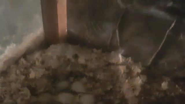 Как заставить утку высиживать яйца? Первые признаки, что уточка готова сесть на гнездо! смотреть онлайн