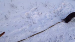 Бульмастиф и паттердейл терьер.