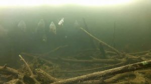 Рыбалка по первому льду в Берендеево