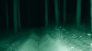 Рандонавтика Это приложение ищет аномальные зоны! Randonautica ночью в лесу! Призраки в лесу! ЭГФ