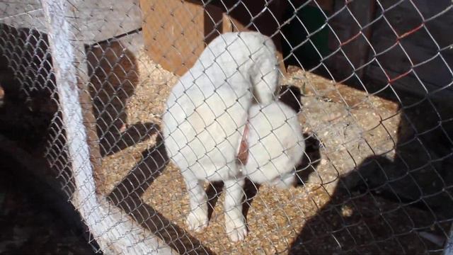 самец алабая, 4 месяца, Таюр смотреть онлайн