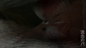 Лис и Пес. The Fox and the Hound AMV