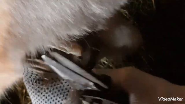 Обрезка копыт у коз. #обрезкакопыткоз #козы смотреть онлайн