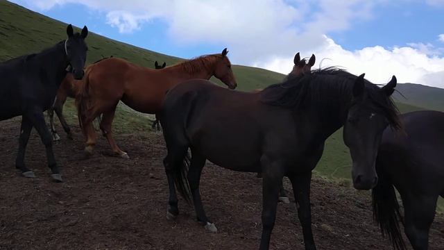 Табун лошадей в Софийском ущелье, Архыз 16.08.2020 смотреть онлайн