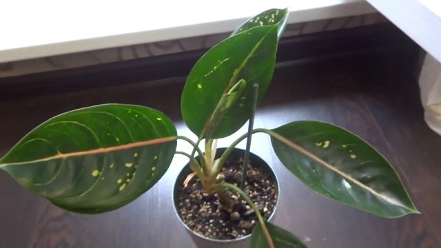 Цветы в моем доме. Комнатные растения. Коллекция Аглаонем. смотреть онлайн