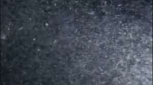 25 - Одиссея Жака Кусто -  Киты и кашалоты