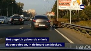 ЛОСЬ СБИЛ МОТОЦИКЛИСТА