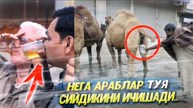 ТУЯ ГЎШТИ ВА СИЙДИГИ ХАЛОЛМИ АХМОҚЛАР ҚИЛГАН ИШНИ КУРИНГ | Солихон домла | Solixon domla