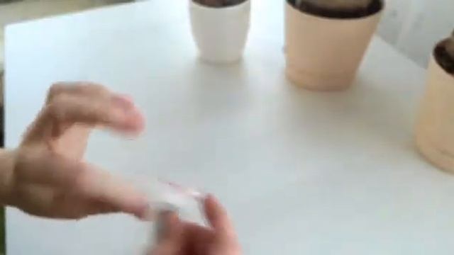 Обзор семян адениума. Где купить? смотреть онлайн