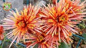 Хризантемы Брызги шампанского - самые красивые цветы на Земле!