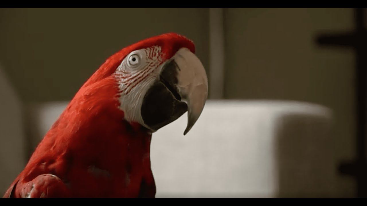 Включи попугай говорит. Попугай Пьер. Говорящие попугаи видео. Реклама попугаев. Попугай говорит аааааааа.